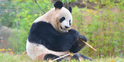 Ueno Zoo Prepares Emotional Farewell as Japan’s Last Pandas Set to Leave This Month