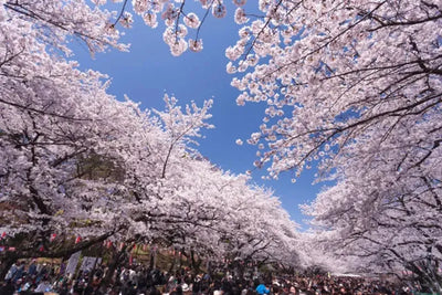 Ueno Cherry Blossom Festival Returns to Tokyo With 800 Sakura Trees in Bloom
