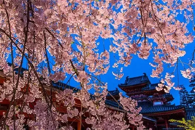 Heian Shrine to Host Annual Sakura Otoyo Light-Up Event in Early April