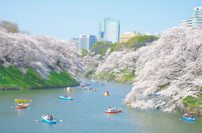 Tokyo’s Chidorigafuchi Boat Rentals Introduce Dual Pricing for Nonresidents