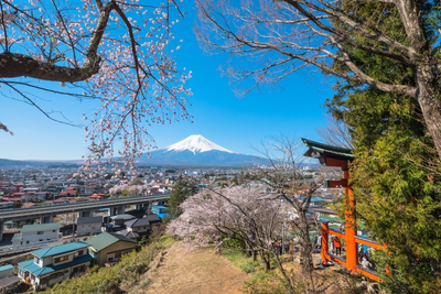 Cherry Blossom Festival Near Mt. Fuji Canceled as Locals Push Back on Tourist Crowds