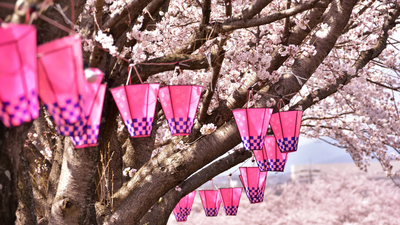 Japan Just Released Its Official Cherry Blossom Forecast for 2026 — Don’t Miss These Dates