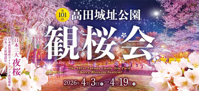 4,000 Cherry Blossoms Illuminate Takada Castle Site Park During Niigata’s Sakura Festival