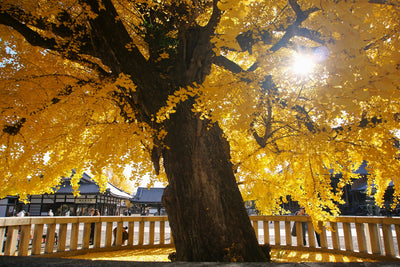 Iconic Places to See Ginkgo Leaves in Japan During Autumn