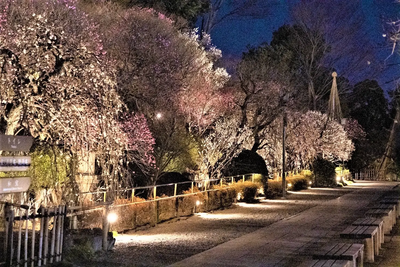Enjoy the Scent of Spring at Ikegami Plum Garden — Now’s the Best Time to Go