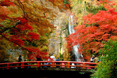 Momiji vs. Koyo: What's the Difference Between Japan's Autumn Leaves?