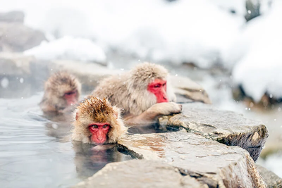 Best Time to Visit Jigokudani Monkey Park: When to See the Snow Monkeys