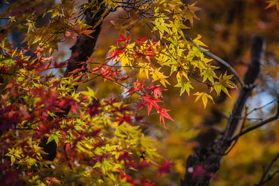 Ginkgo or Momiji: Which Is More Photogenic During Autumn in Japan?