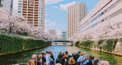 2026 Meguro River Cherry Blossom Viewing Cruise Reservations Now Open