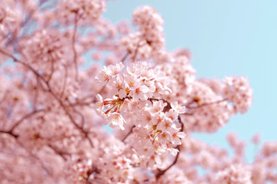 Types of Japanese Cherry Blossoms and Their Unique Characteristics in Different Regions