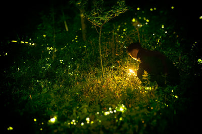 Firefly Habitats in Japan to See Nature's Glow During Summer