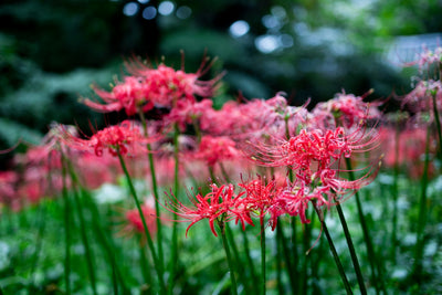 Spider Lily Flowers in Japan: A Mysterious Symbol Often Appearing in Popular Anime