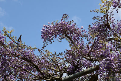 After Sakura Comes Wisteria: Time to Explore Wisteria Festivals in Japan!